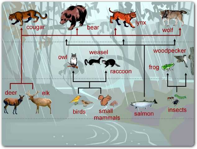 Forest Food Chain Examples For Kids