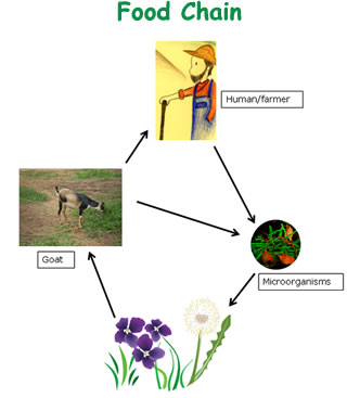 Forest Food Chain Examples For Kids