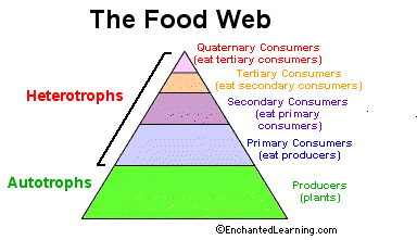 Forest Food Chain Examples For Kids