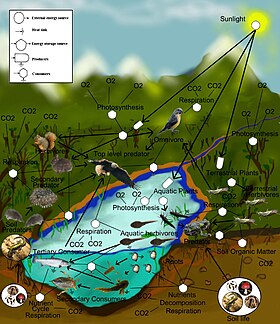 Forest Food Chain Examples For Kids