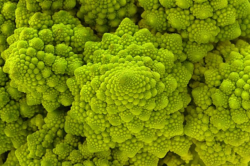 Fractal Patterns In Nature