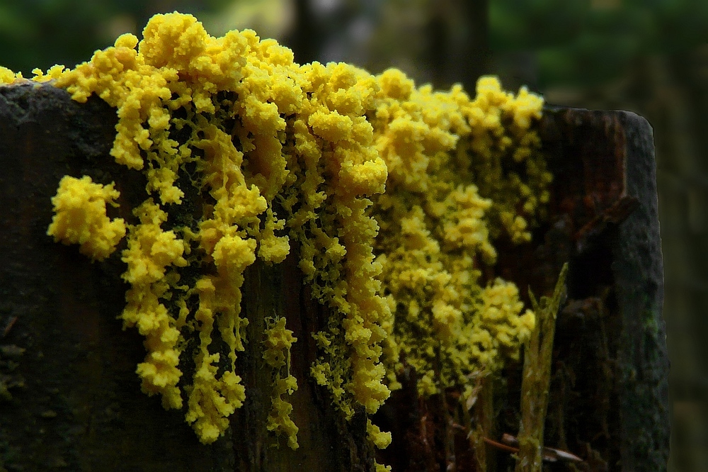 Fractal Patterns In Nature