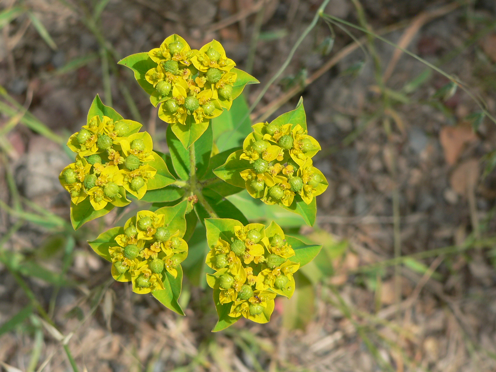 Fractal Patterns In Nature