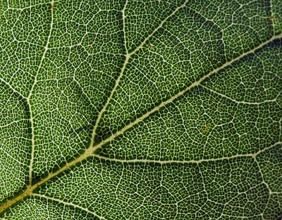 Fractal Patterns In Nature