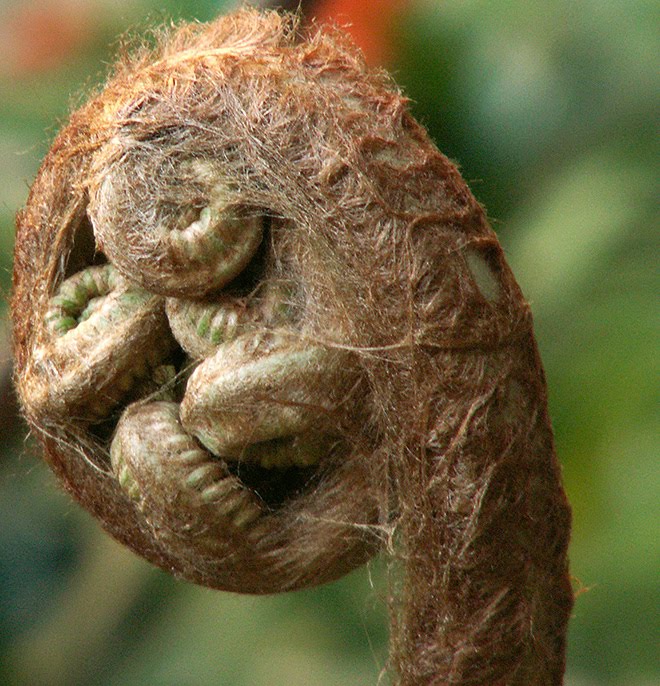 Fractal Patterns In Nature