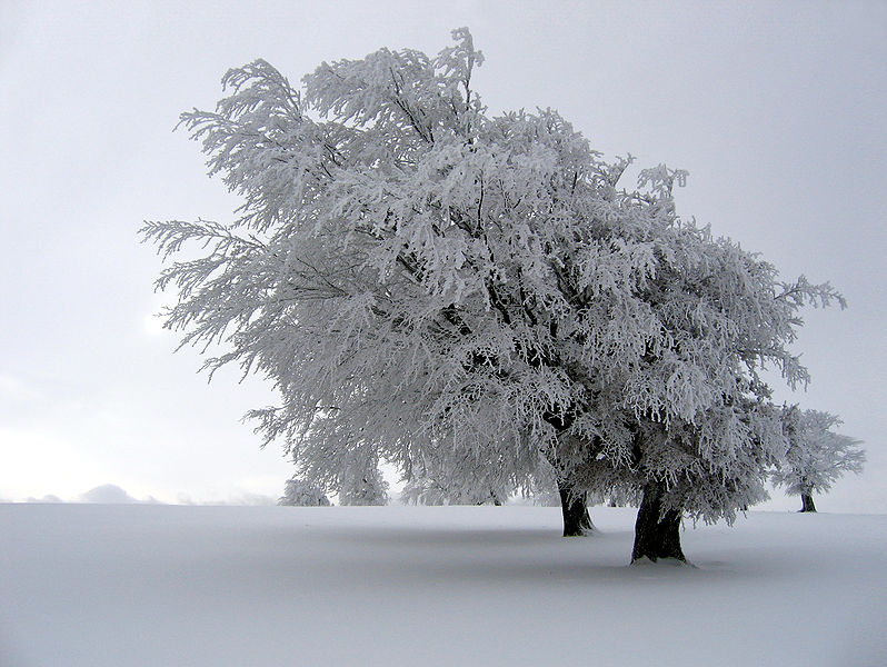 Freezing Fog Images