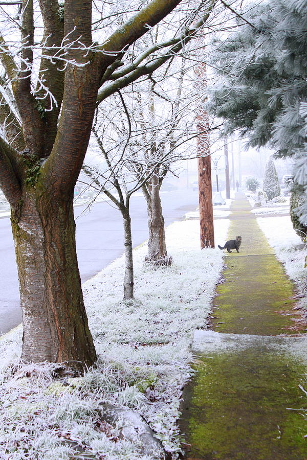 Freezing Fog Portland