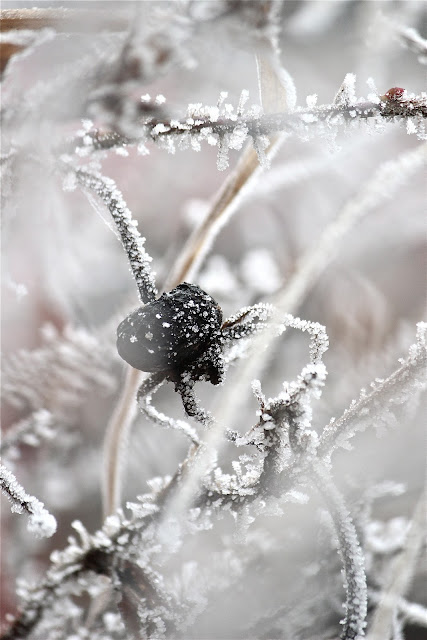 Freezing Fog Portland