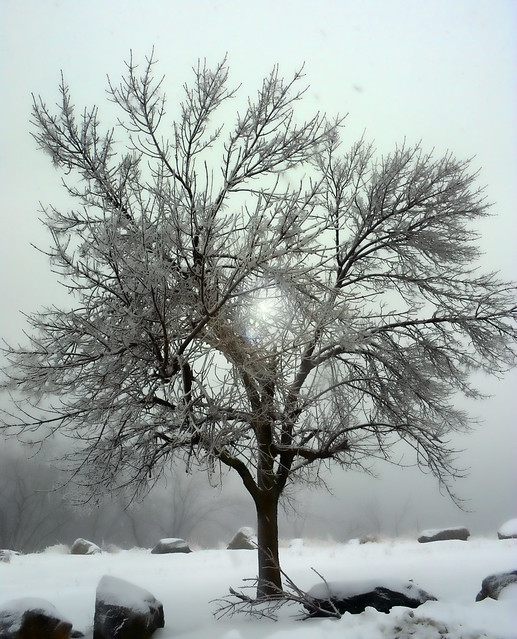 Freezing Fog Wow