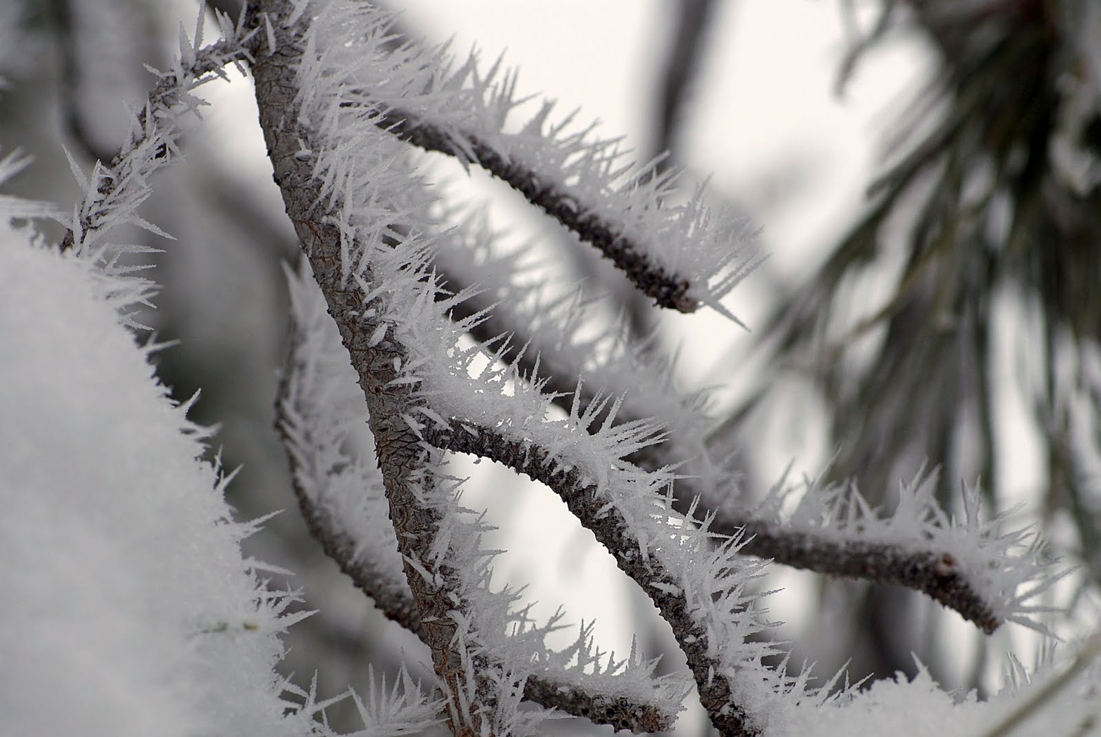 Freezing Fog Wow