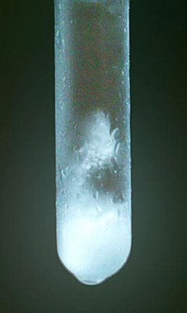 Freezing Point Depression Constant Of Sucrose