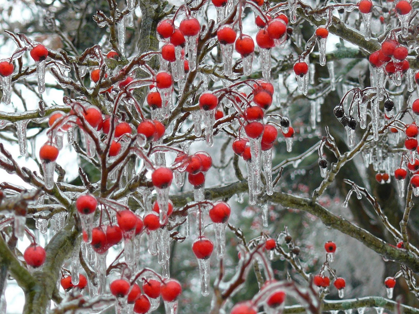 Freezing Rain Images