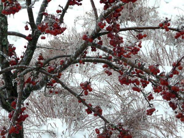 Freezing Rain Images