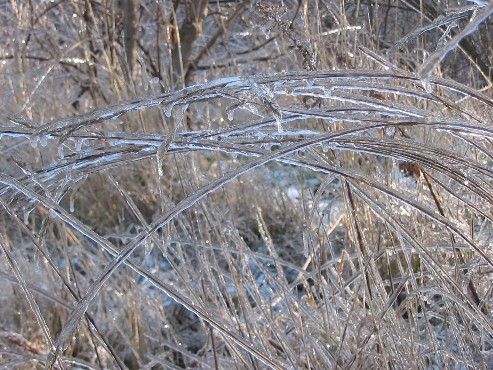 Freezing Rain Pictures