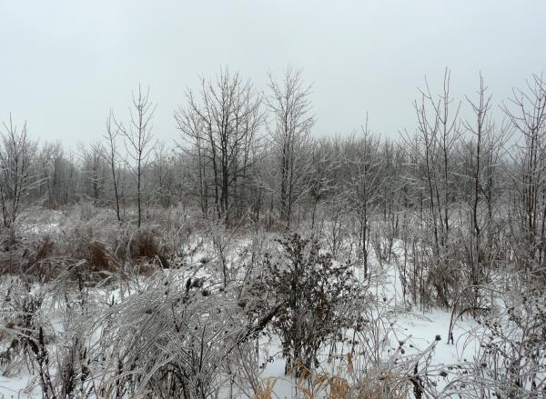 Freezing Rain Pictures