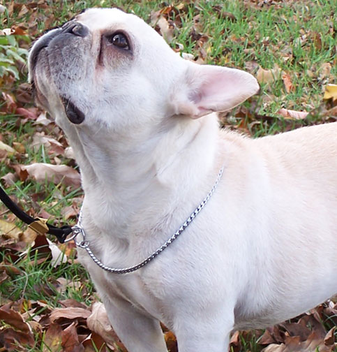 French Bulldog