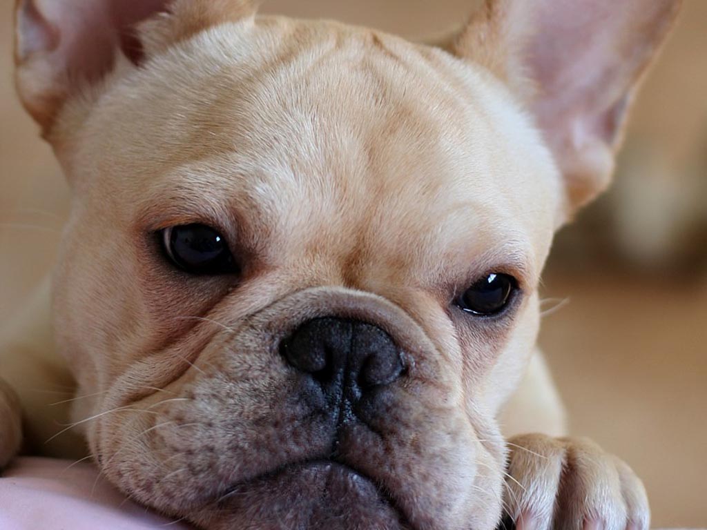 French Bulldog