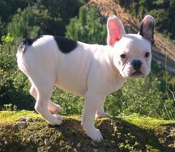 French Bulldog