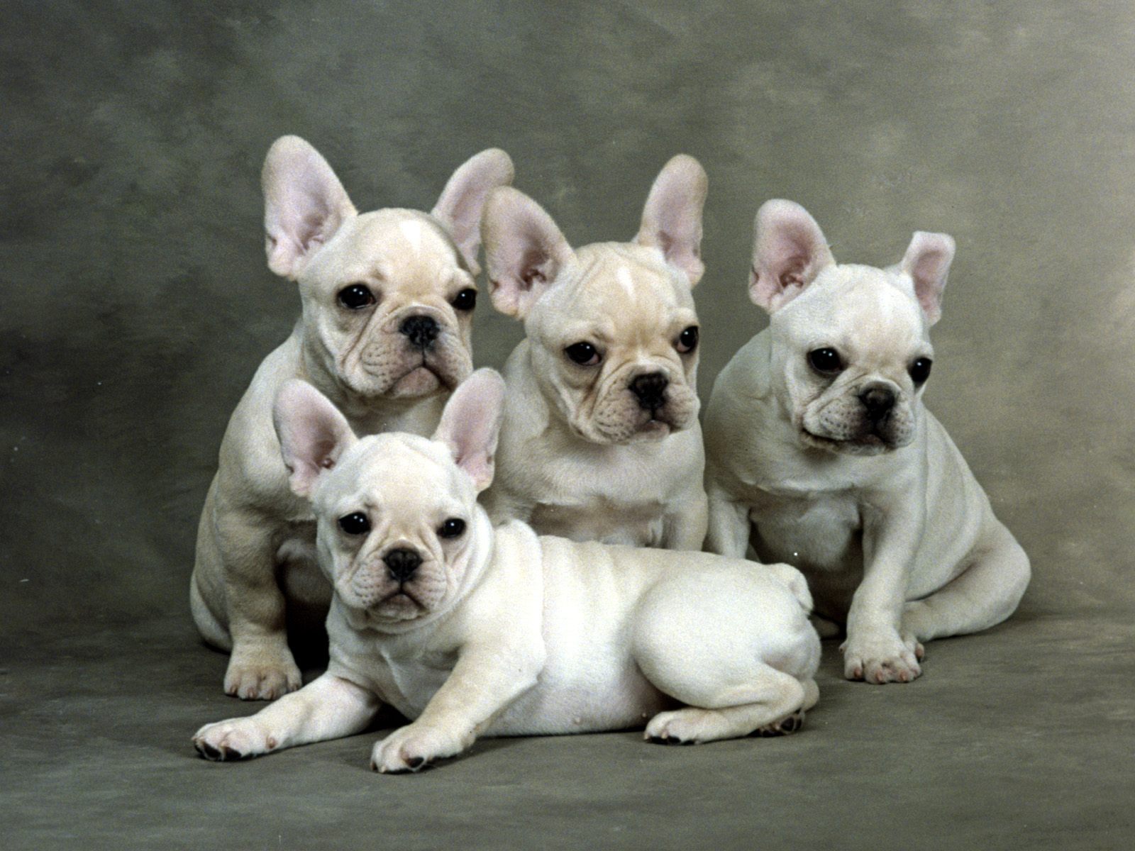 French Bulldog