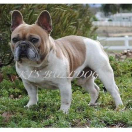 French Bulldog Blue