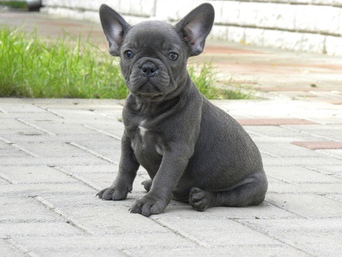 French Bulldog Blue