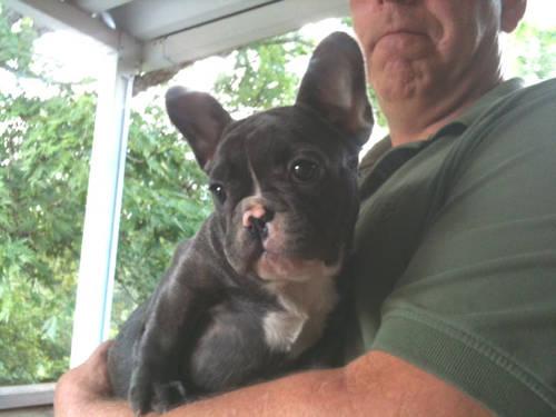 French Bulldog Blue