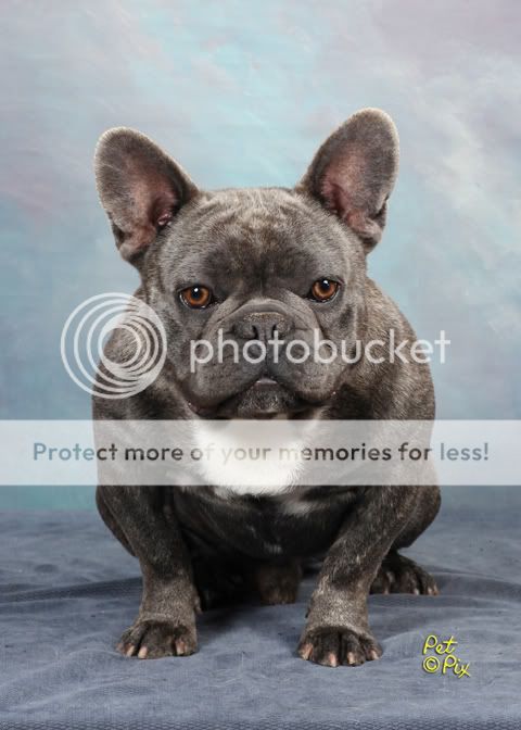 French Bulldog Blue Brindle