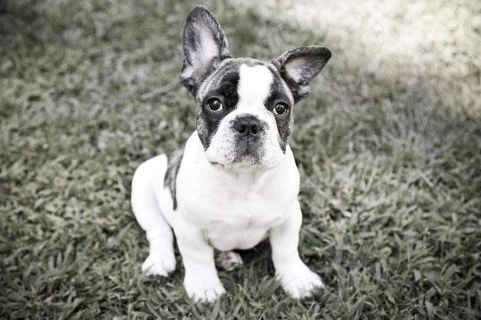 French Bulldog Blue Eyes