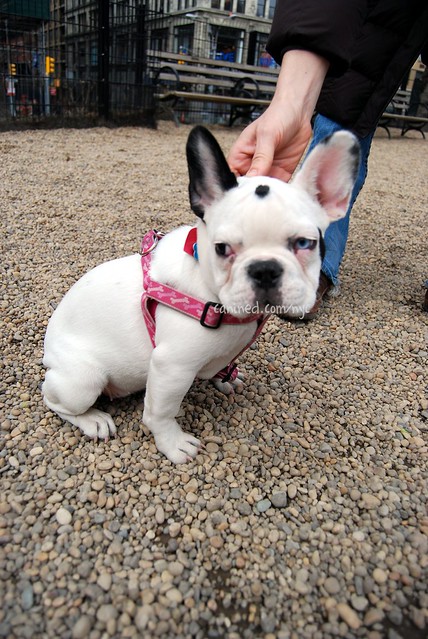 French Bulldog Blue Eyes