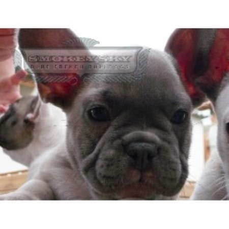 French Bulldog Blue Fawn