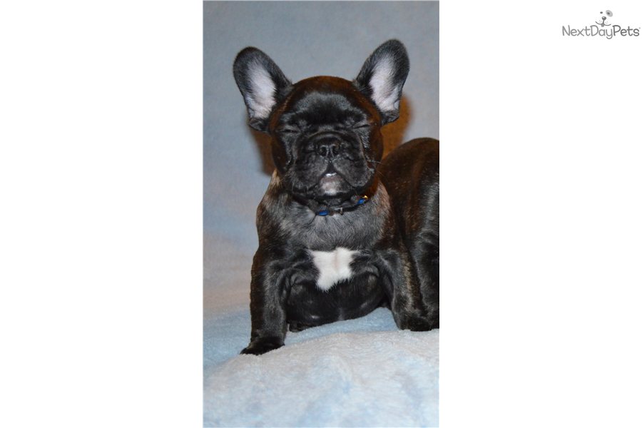 French Bulldog Blue Gene