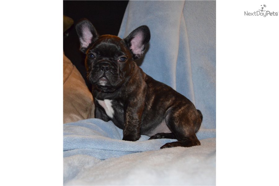 French Bulldog Blue Gene