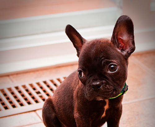 French Bulldog Boston Terrier