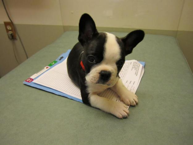 French Bulldog Boston Terrier