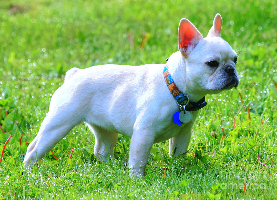 French Bulldog Pictures