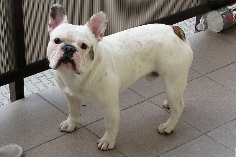 French Bulldog Pictures