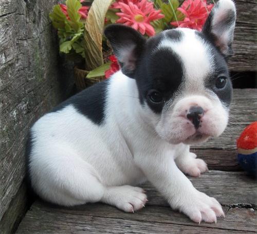 French Bulldog Puppies