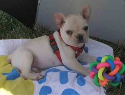 French Bulldog Puppies