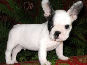 French Bulldog Puppies