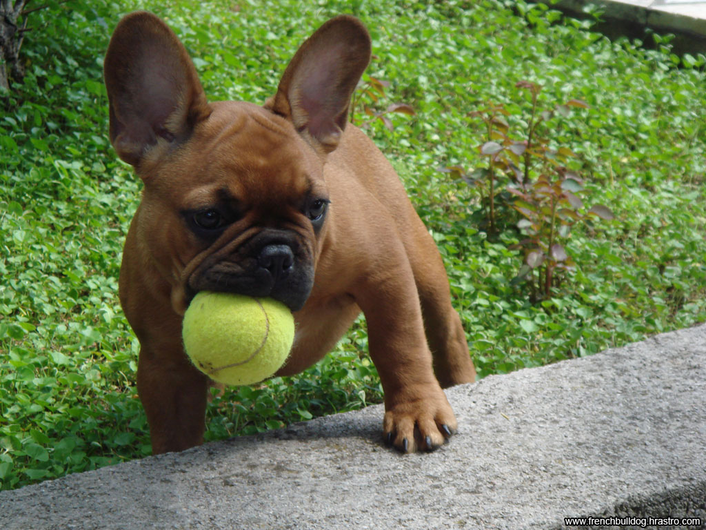 French Bulldog Puppies