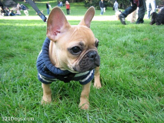 French Bulldog Puppies Blue