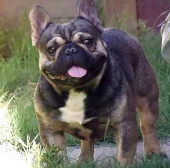 French Bulldog Puppies Blue