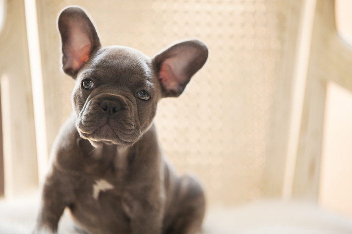 French Bulldog Puppies Blue