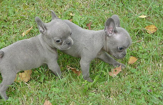 French Bulldog Puppies For Sale