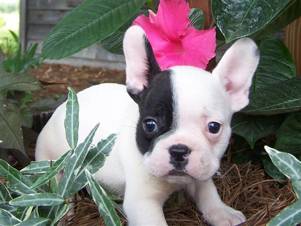 French Bulldog Pups