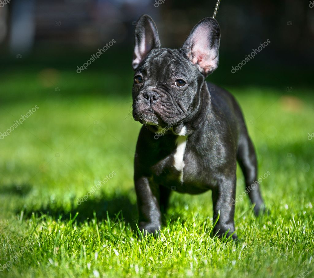 French Bulldog Pups