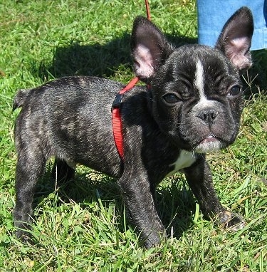 French Bulldog Pups