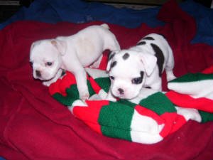 French Bulldog Pups For Sale Australia