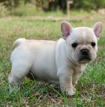 French Bulldog X Pug