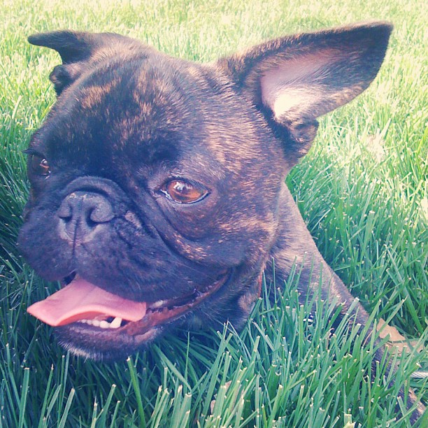 French Bulldog X Pug